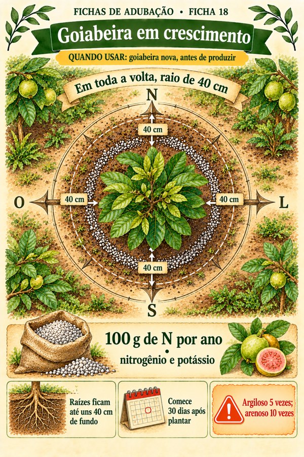 Ficha 18: Goiabeira em crescimento