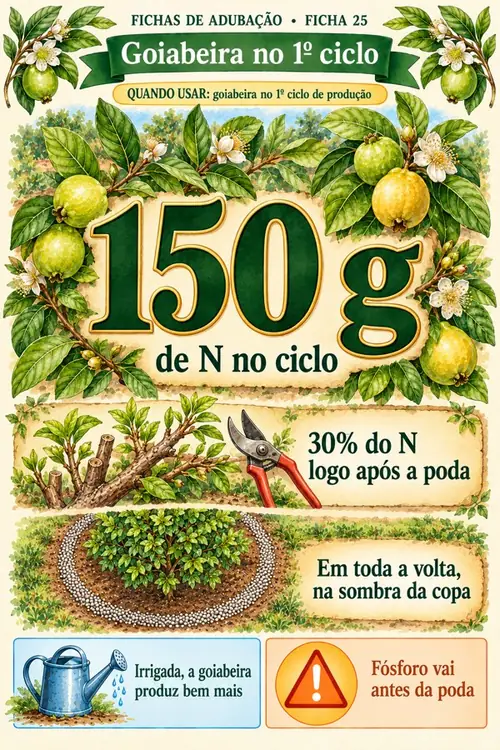 Ficha 25: Goiabeira no 1º ciclo