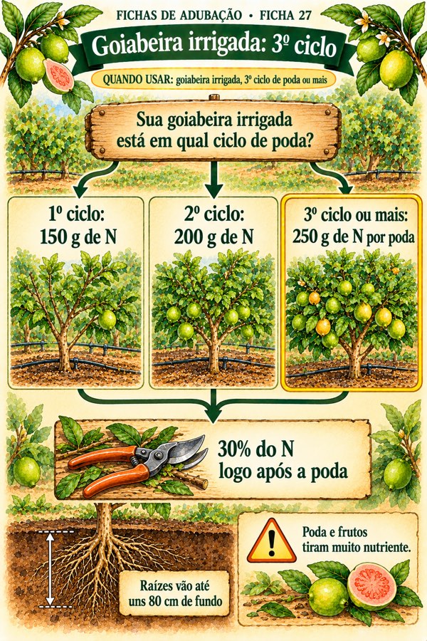 Ficha 27: Goiabeira no 3º ciclo