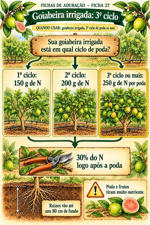 Ficha 27: Goiabeira no 3º ciclo